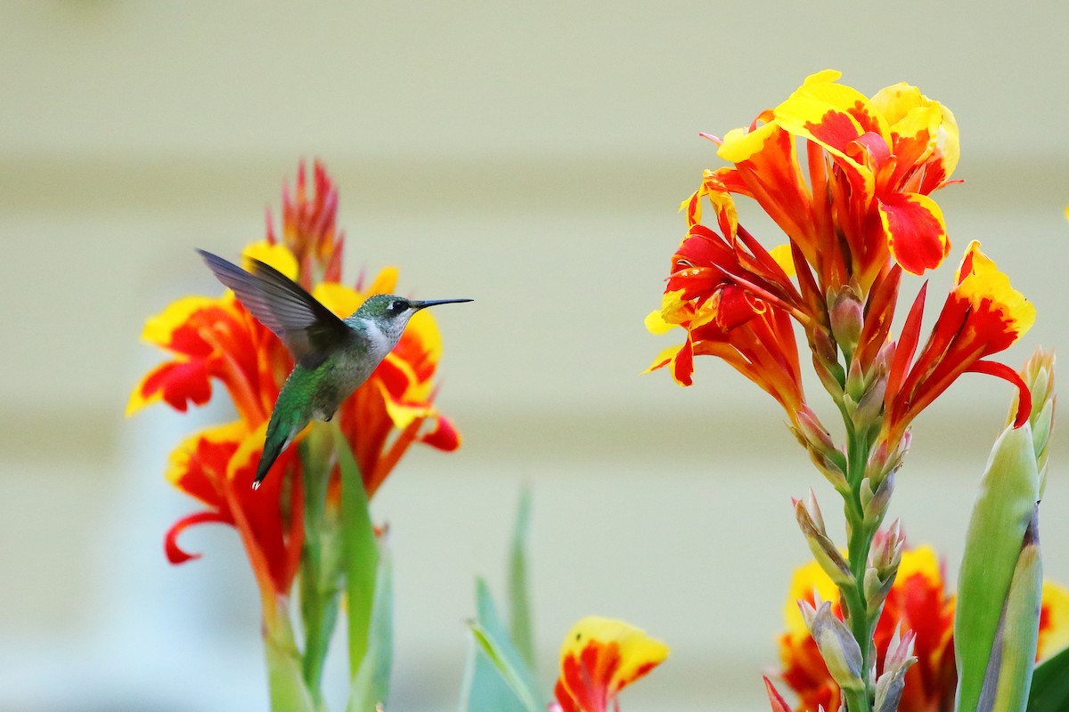 Ruby-throated Hummingbird - ML641098636