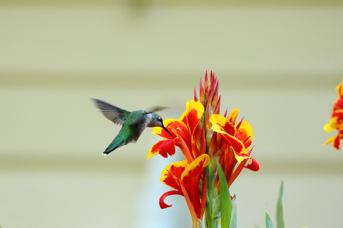 Ruby-throated Hummingbird - ML641098638