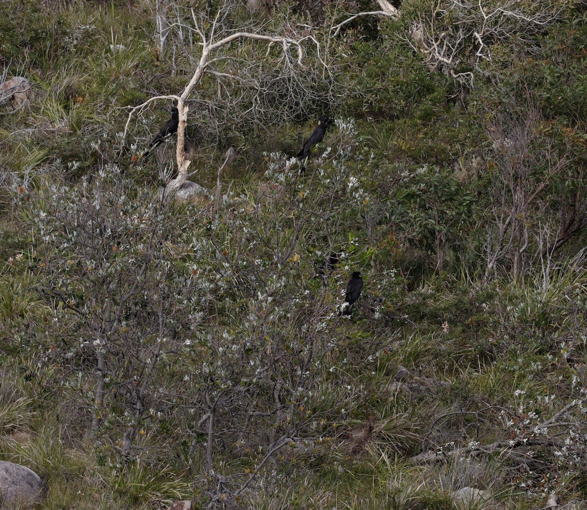 kakadu černý - ML641098643