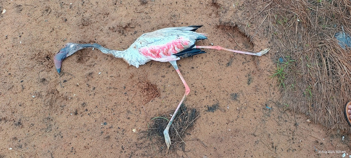 Lesser Flamingo - ML641098644