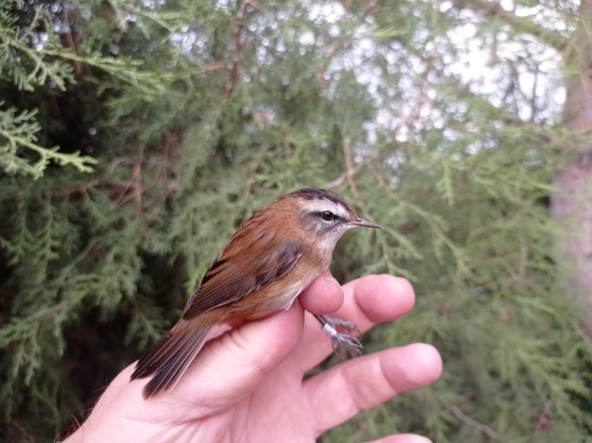 Moustached Warbler - ML641098649