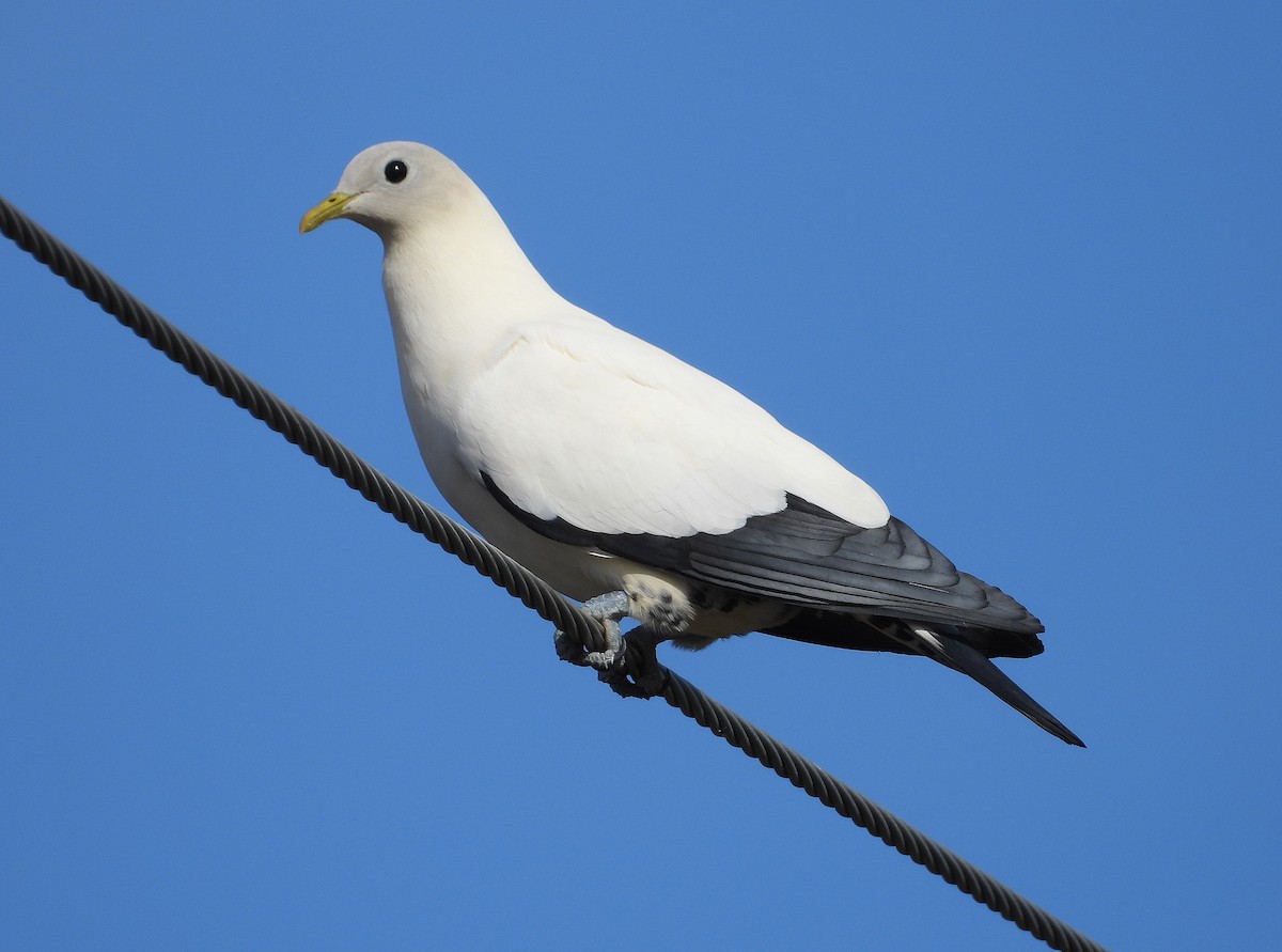 Torresian Imperial-Pigeon - ML641098650