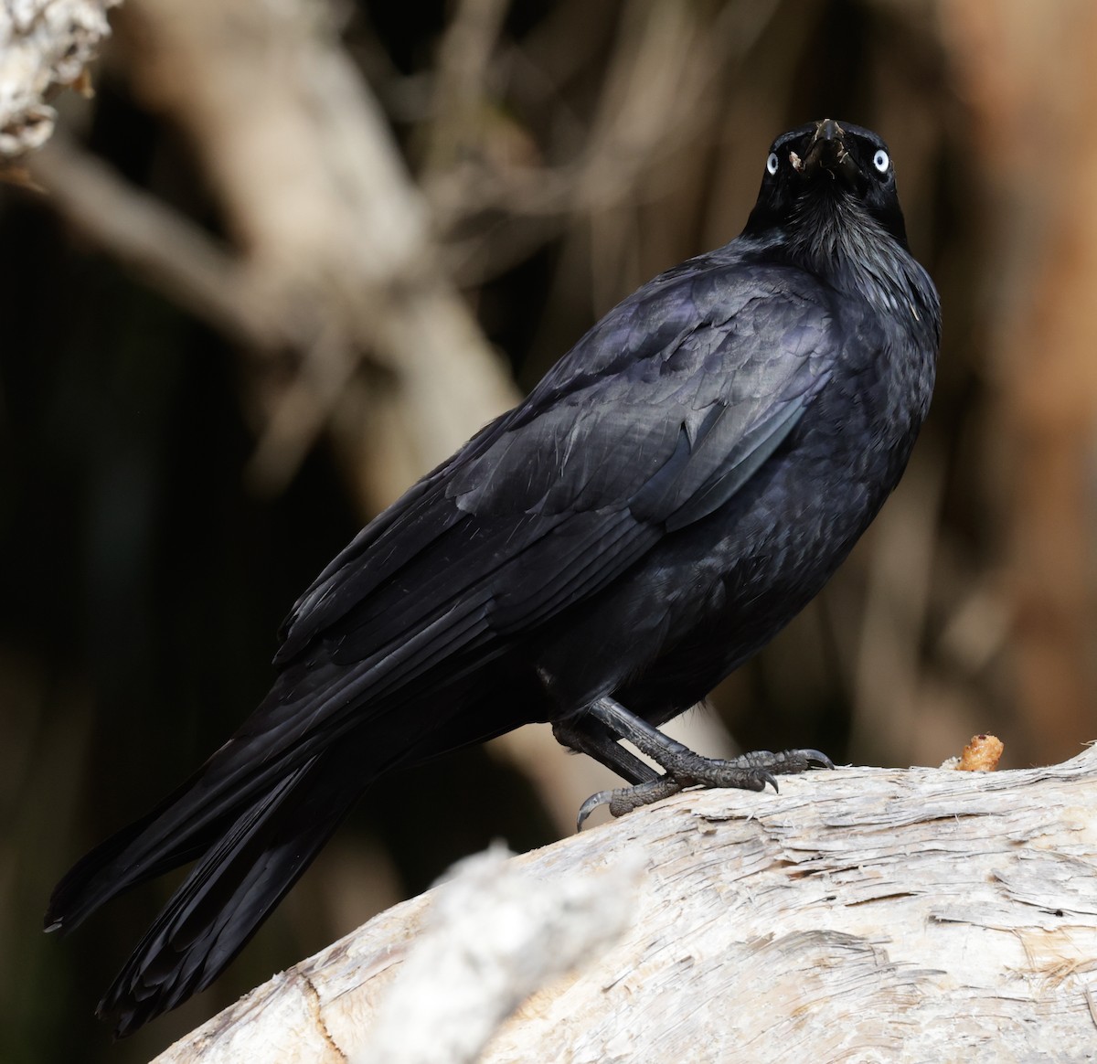 Forest Raven - ML641098651