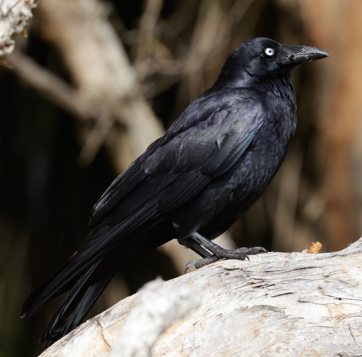 Forest Raven - ML641098652