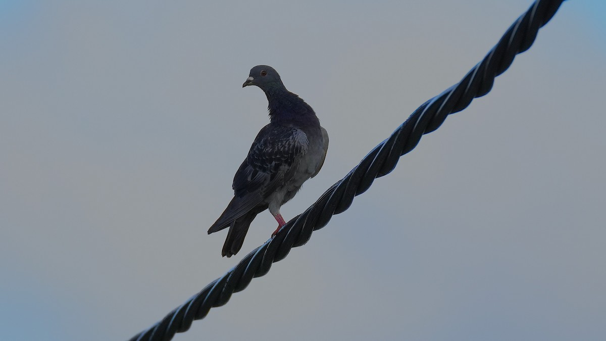 Rock Pigeon (Feral Pigeon) - ML641098658