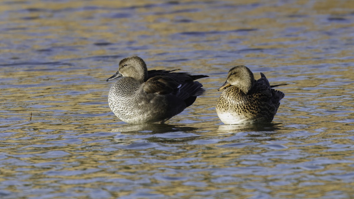 Gadwall (Common) - ML641098659