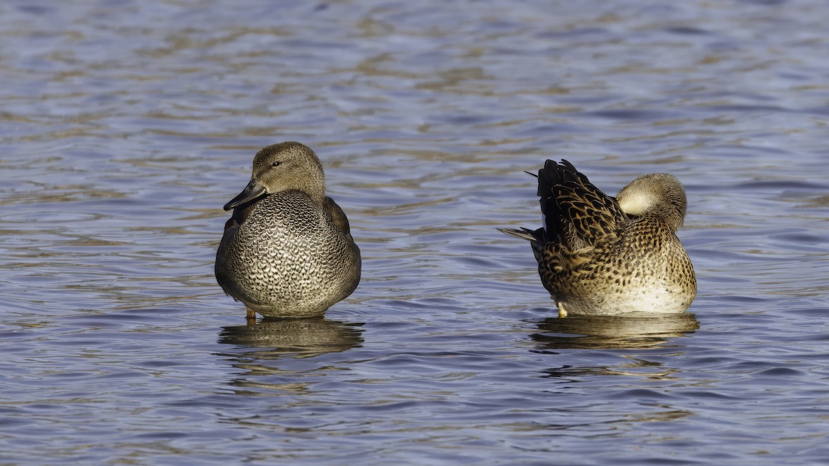 Gadwall (Common) - ML641098660