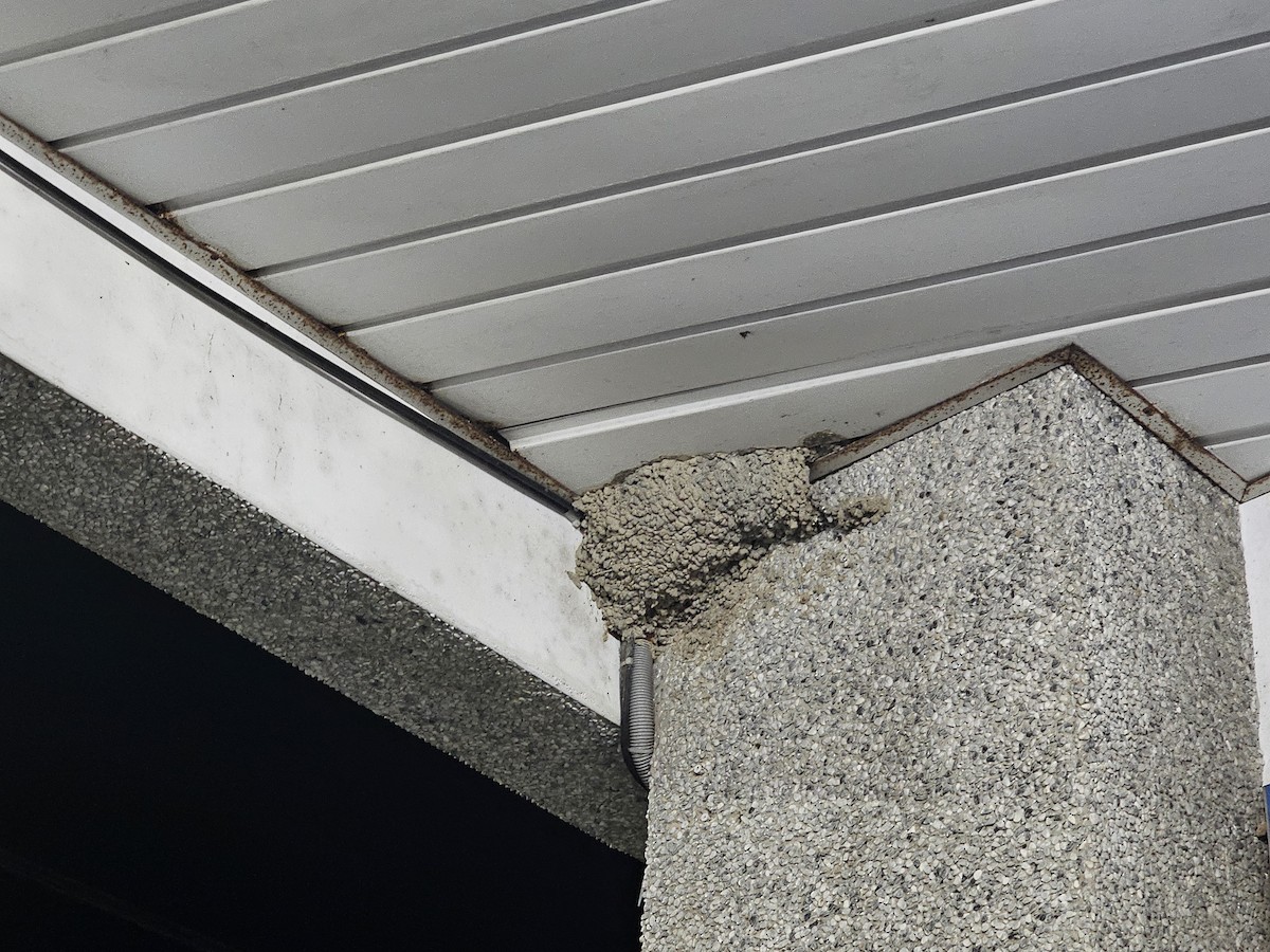 Eastern Red-rumped Swallow - ML641098670