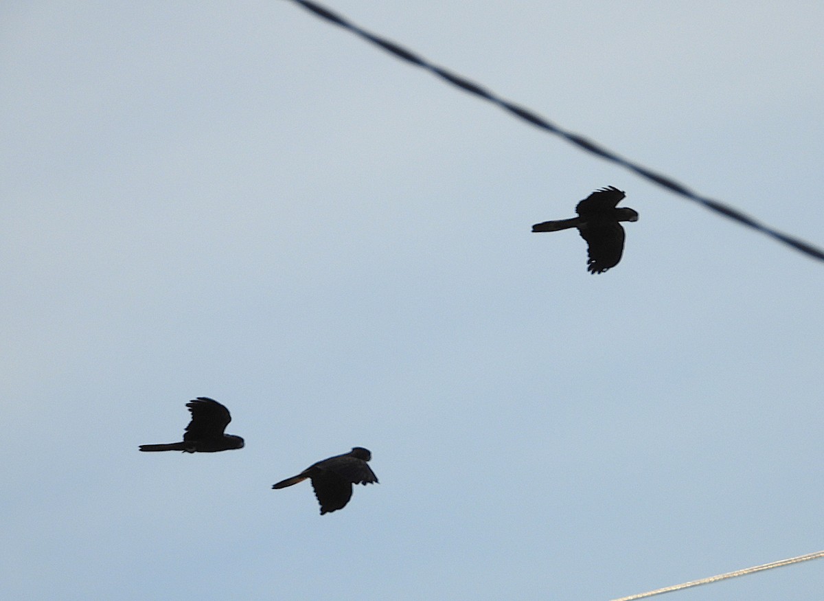 Red-tailed Black-Cockatoo - ML641098675