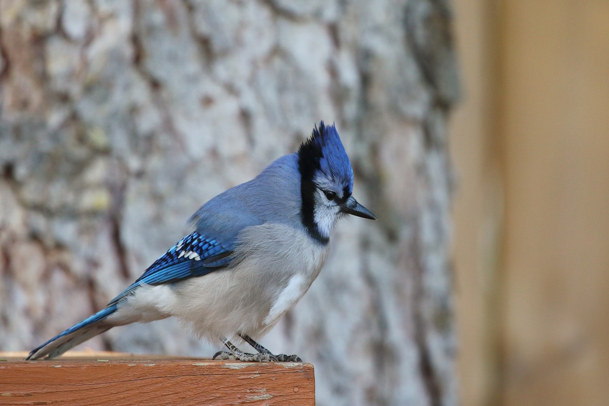 Blue Jay - ML641098679