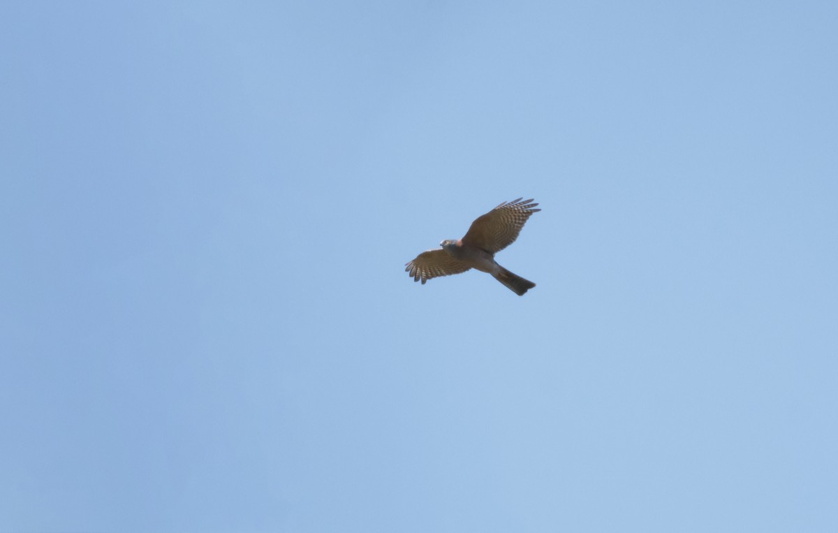 Collared Sparrowhawk - ML641098680