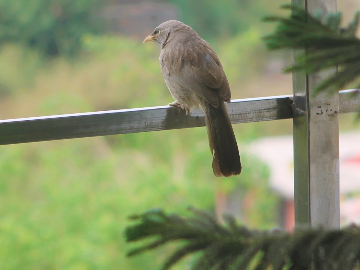 Jungle Babbler - ML641098681