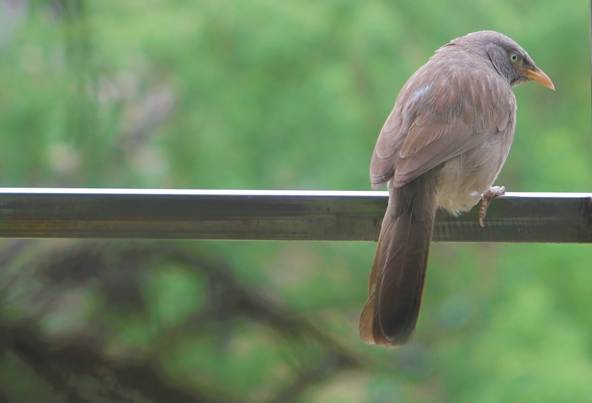 Jungle Babbler - ML641098682