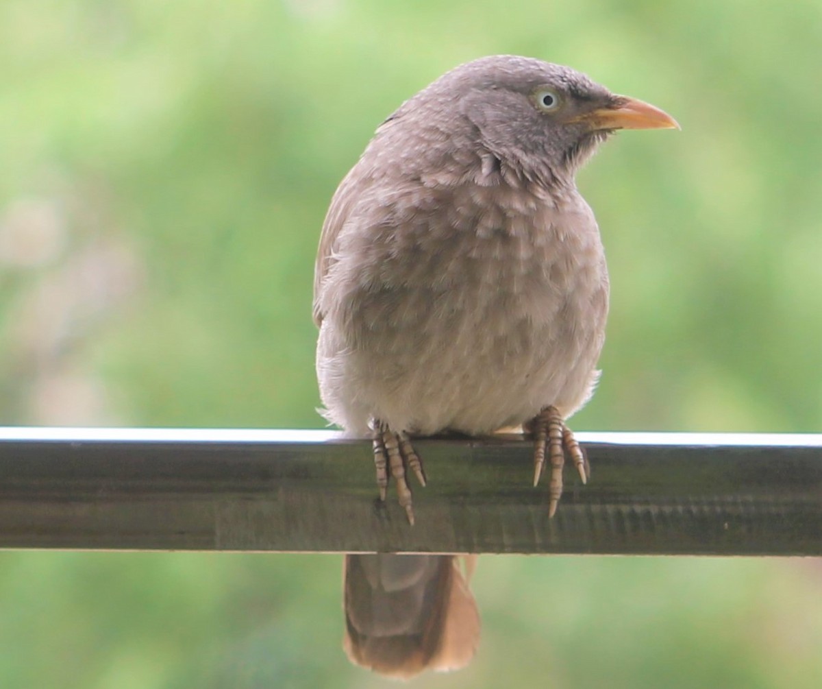 Jungle Babbler - ML641098683