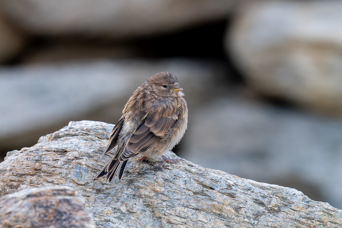 Twite - ML641098685