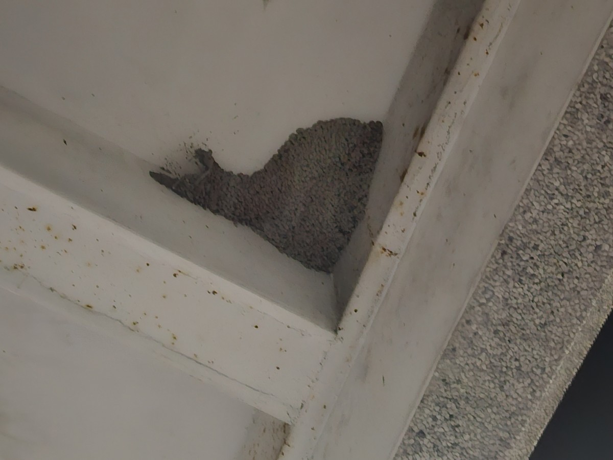 Eastern Red-rumped Swallow - ML641098686