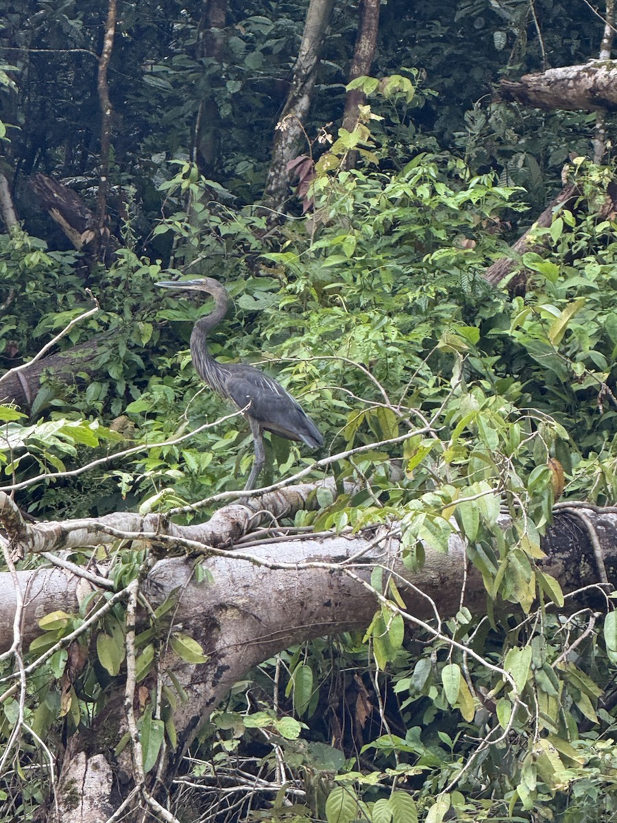 Great-billed Heron - ML641098687