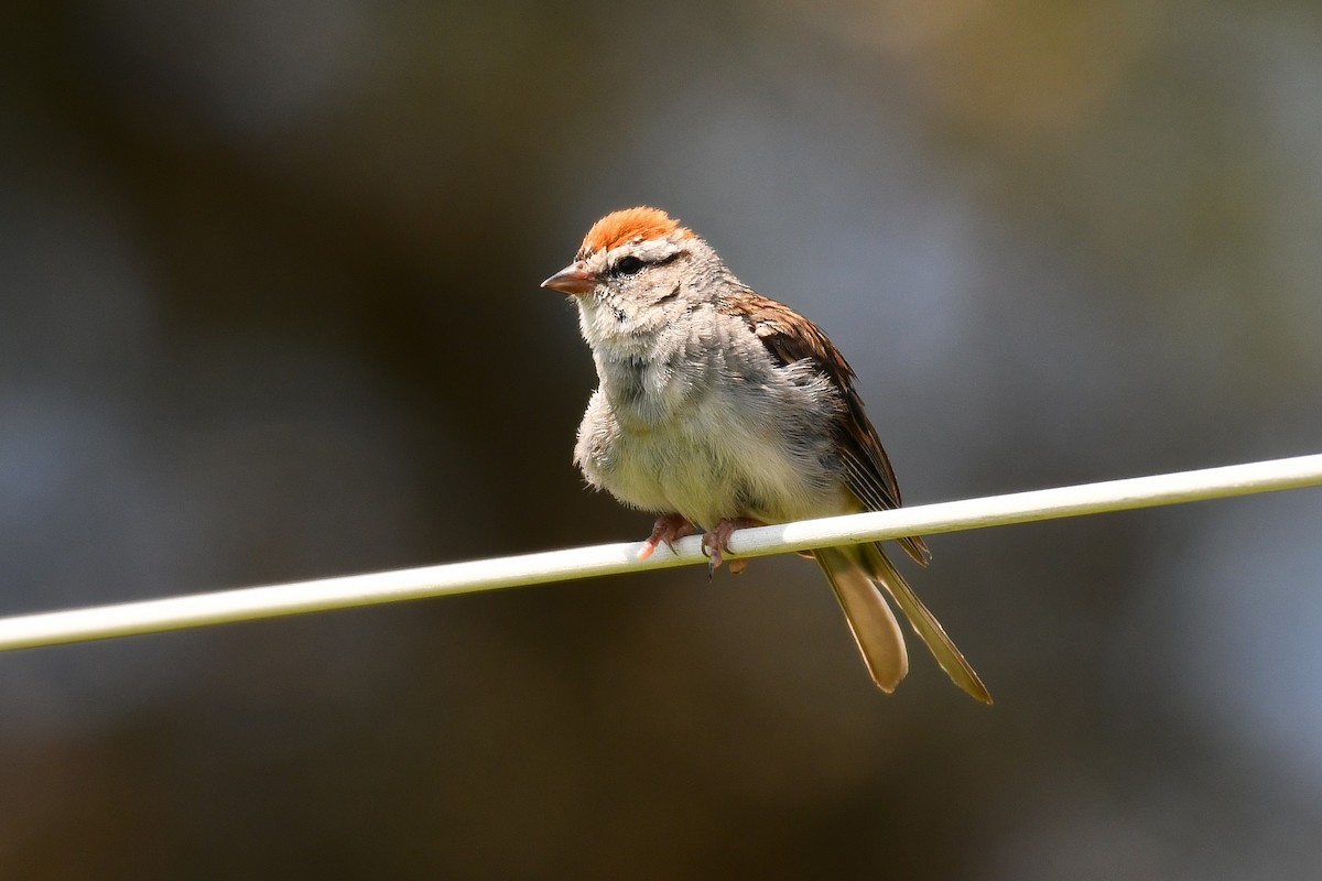 Chipping Sparrow - ML641098688