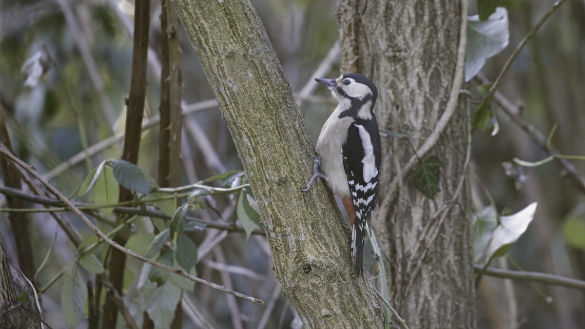 Great Spotted Woodpecker (Great Spotted) - ML641098689