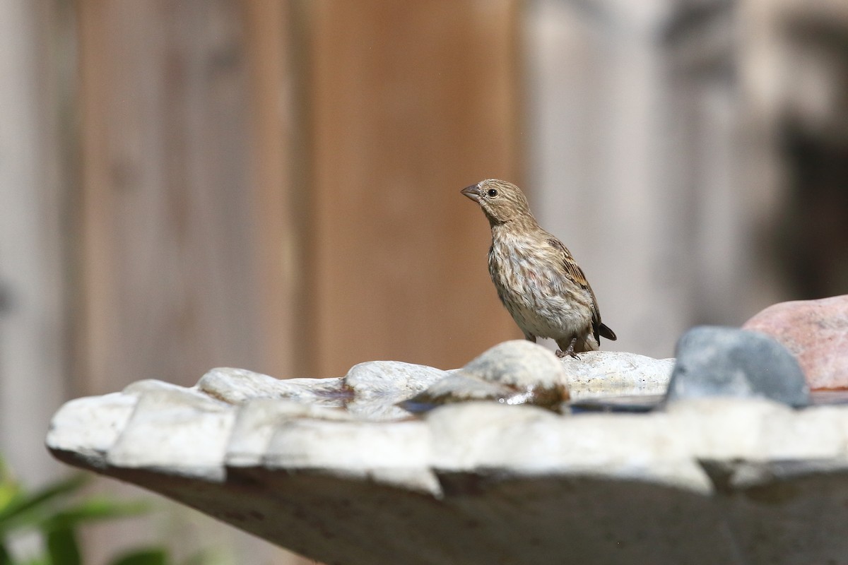 House Finch - ML641098690