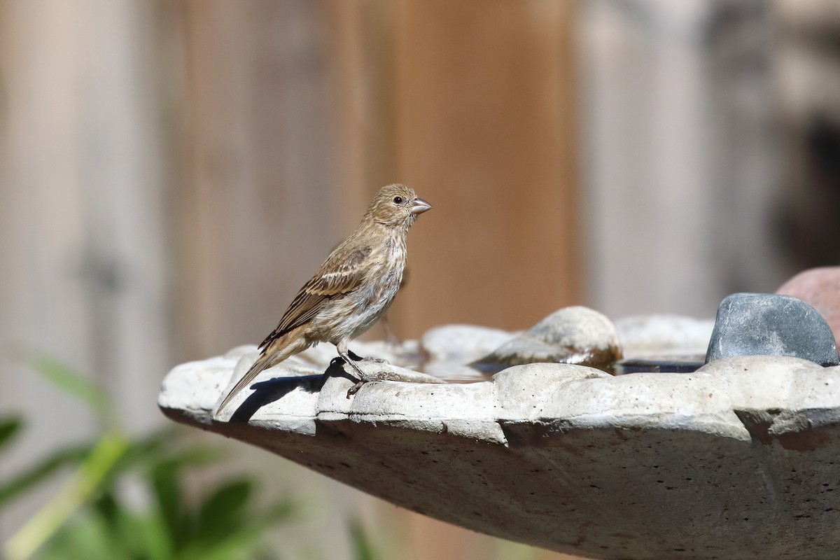 House Finch - ML641098691
