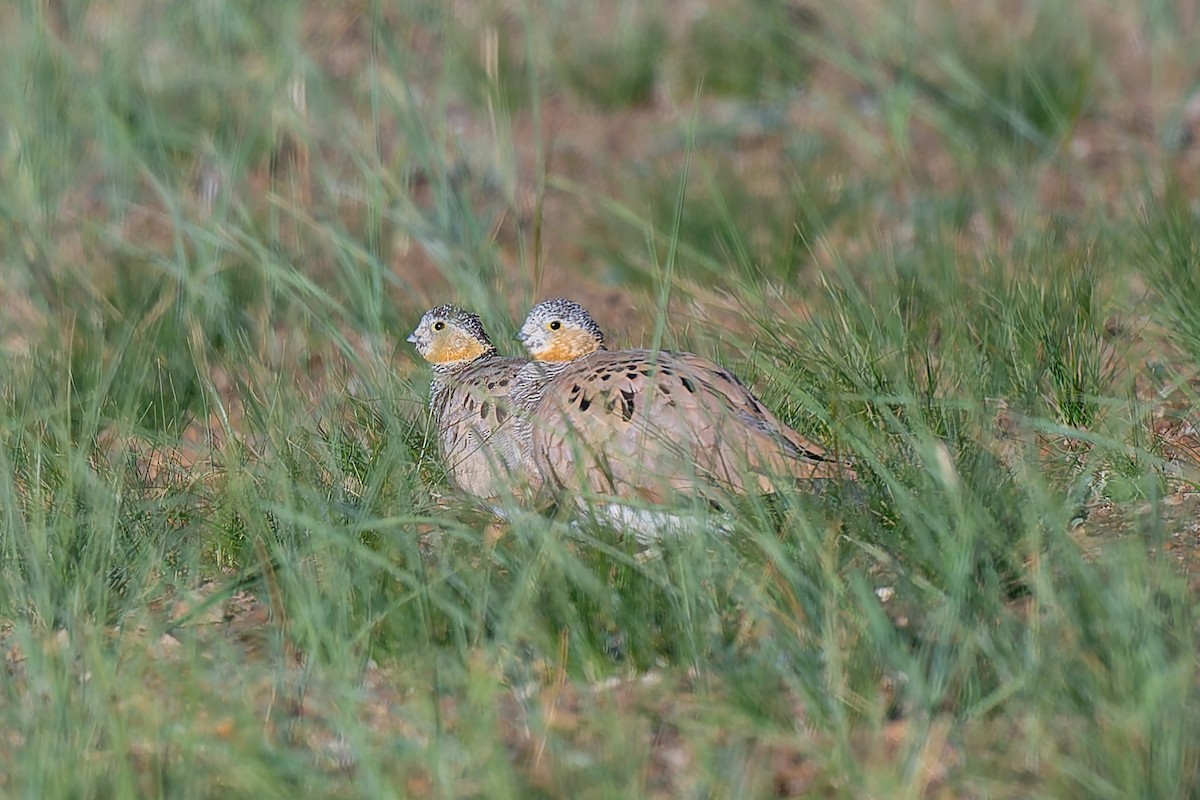 Tibetan Sandgrouse - ML641098697