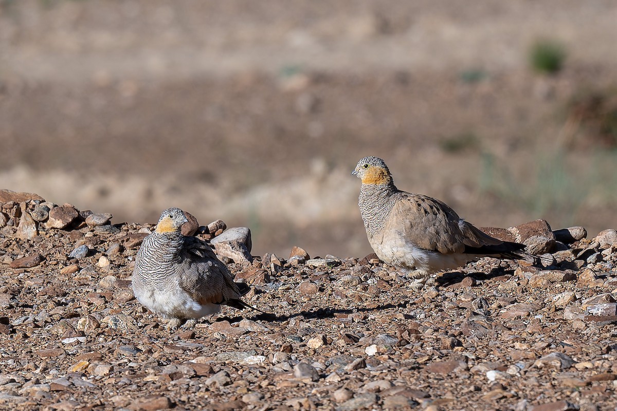 Tibetan Sandgrouse - ML641098699