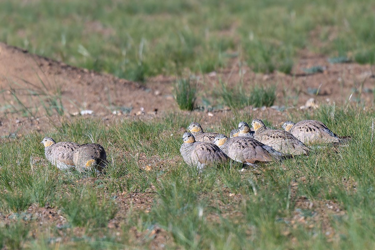 Tibetan Sandgrouse - ML641098700