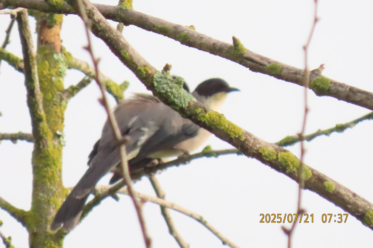 Black-headed Sibia - ML641098702