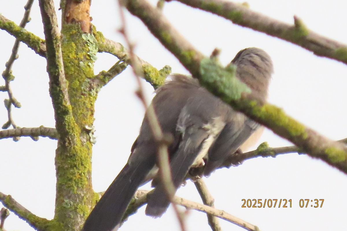 Black-headed Sibia - ML641098703