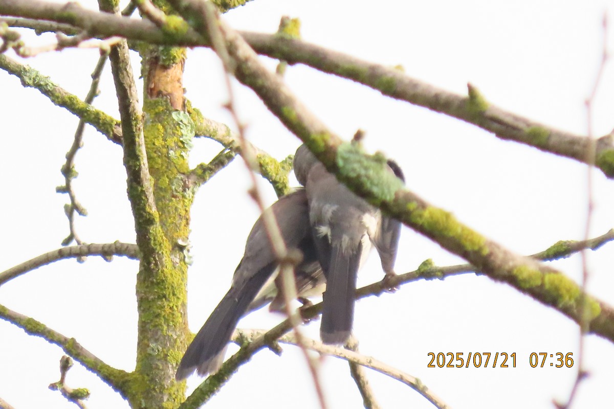 Black-headed Sibia - ML641098704