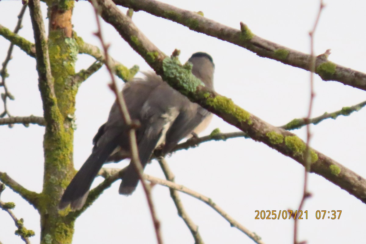 Black-headed Sibia - ML641098705