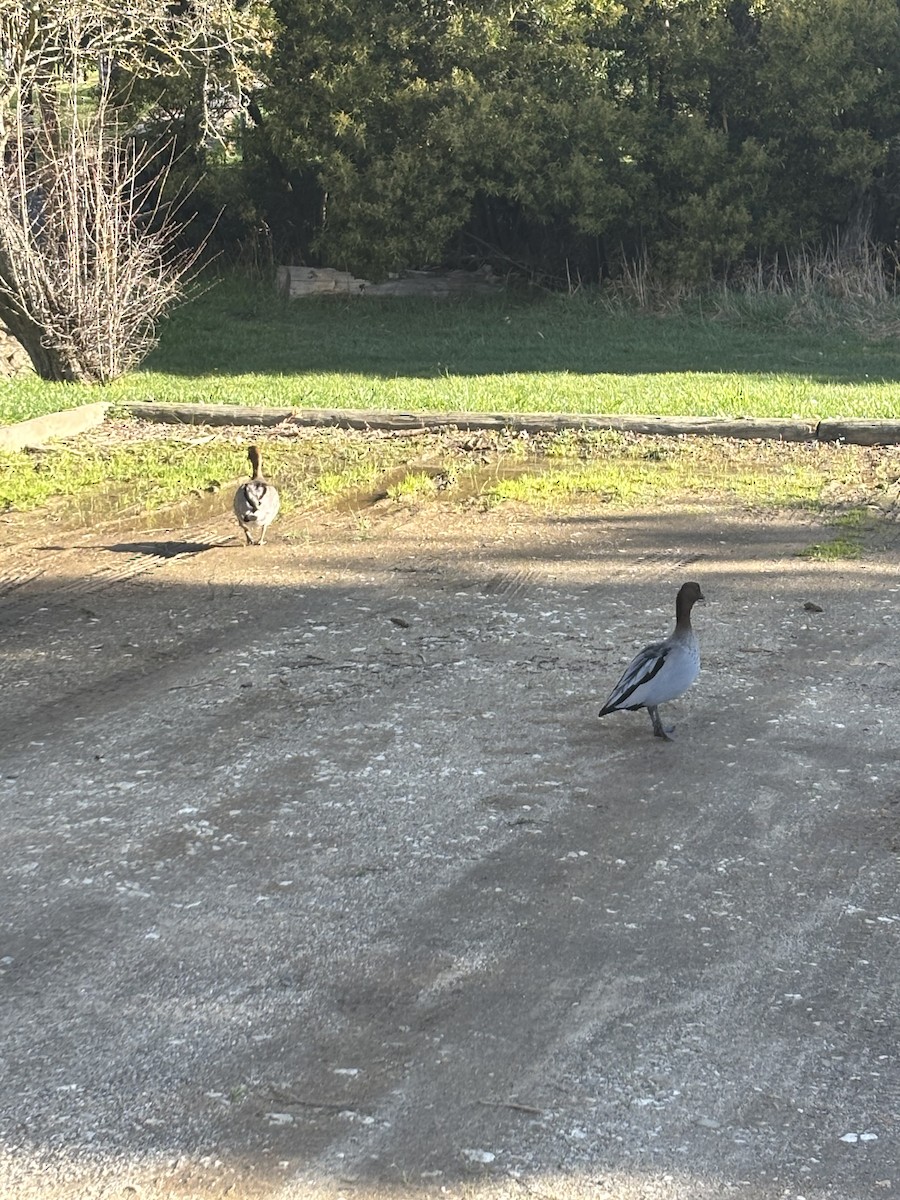 Maned Duck - ML641098706