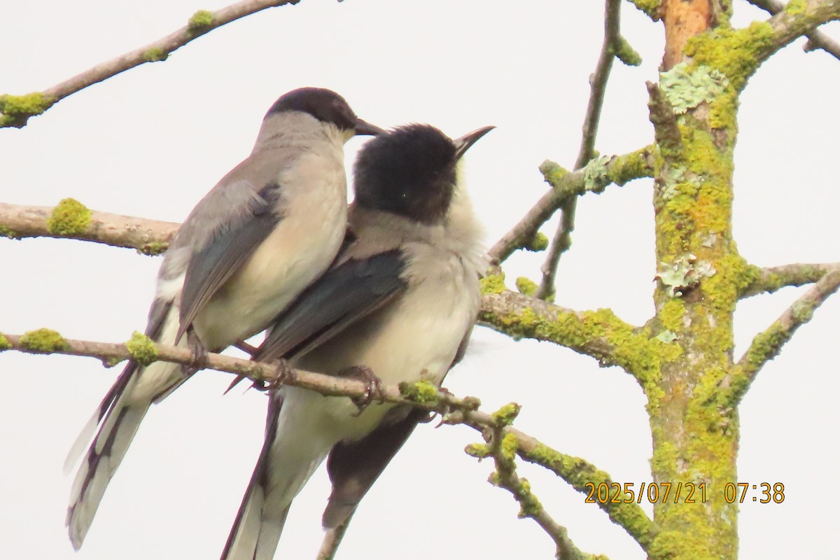 Black-headed Sibia - ML641098707