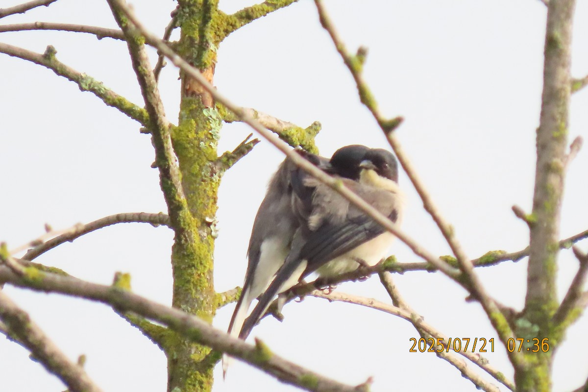 Black-headed Sibia - ML641098709