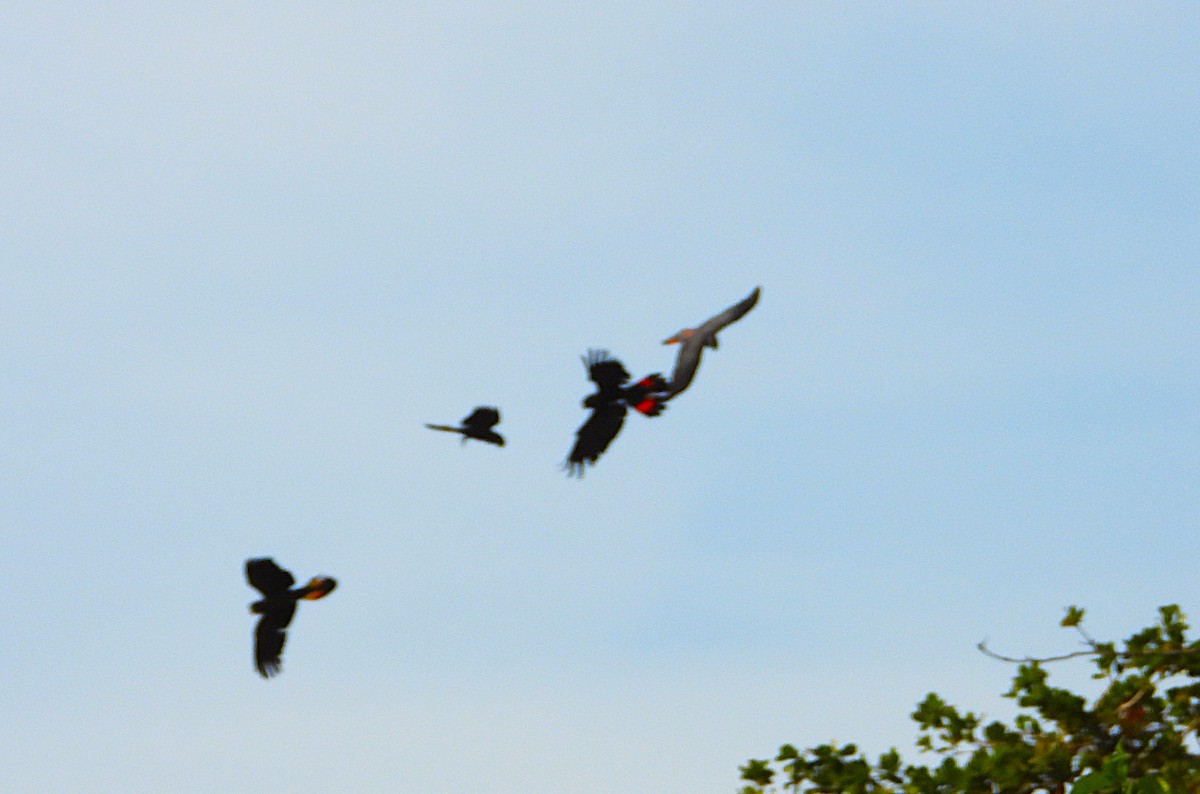 Red-tailed Black-Cockatoo - ML641098710