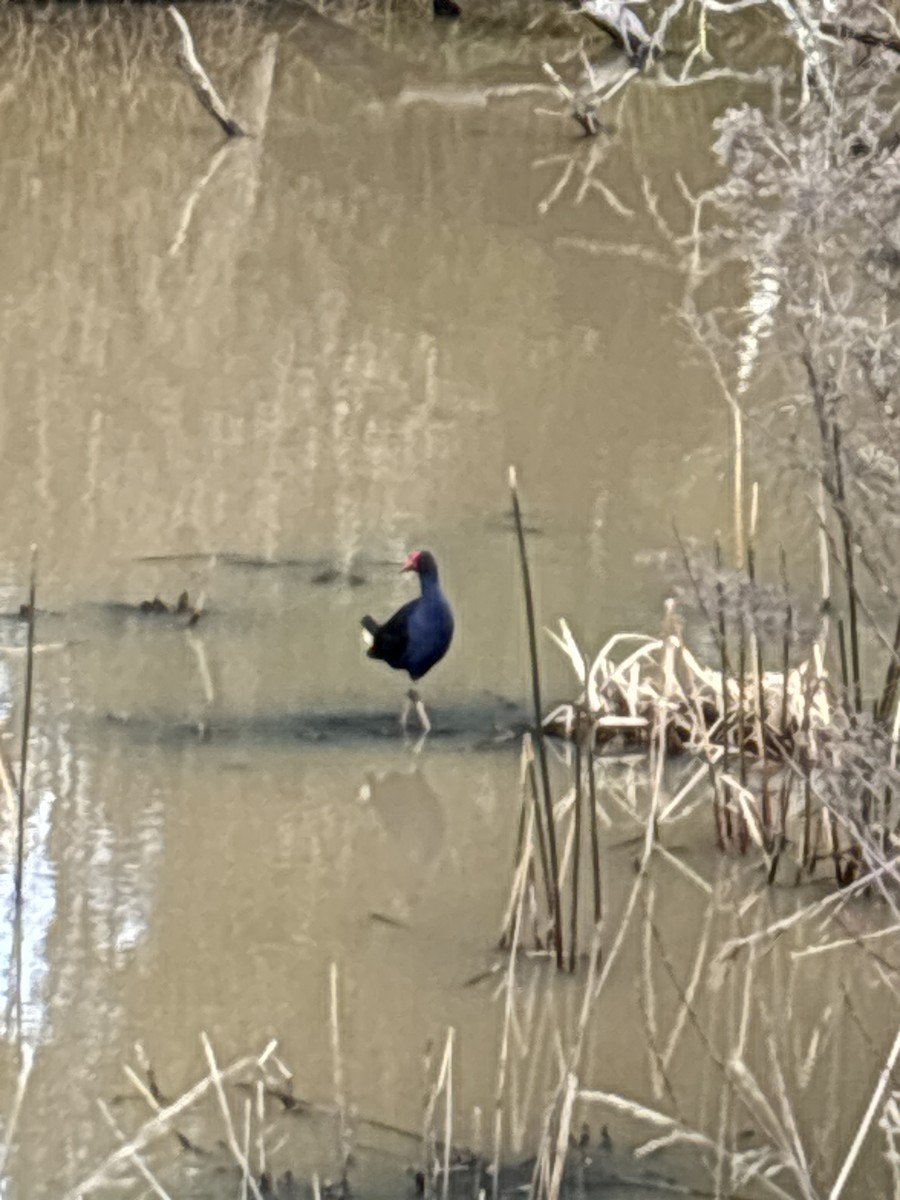 Australasian Swamphen - ML641098712