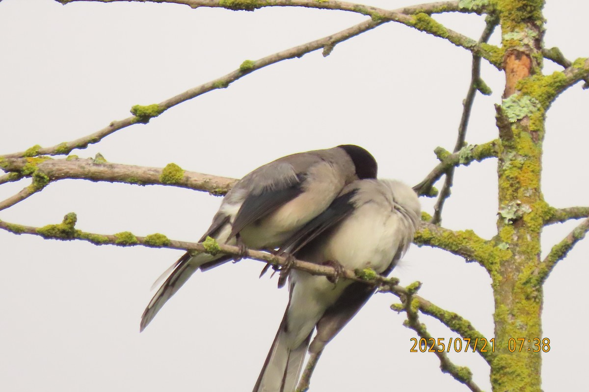 Black-headed Sibia - ML641098713