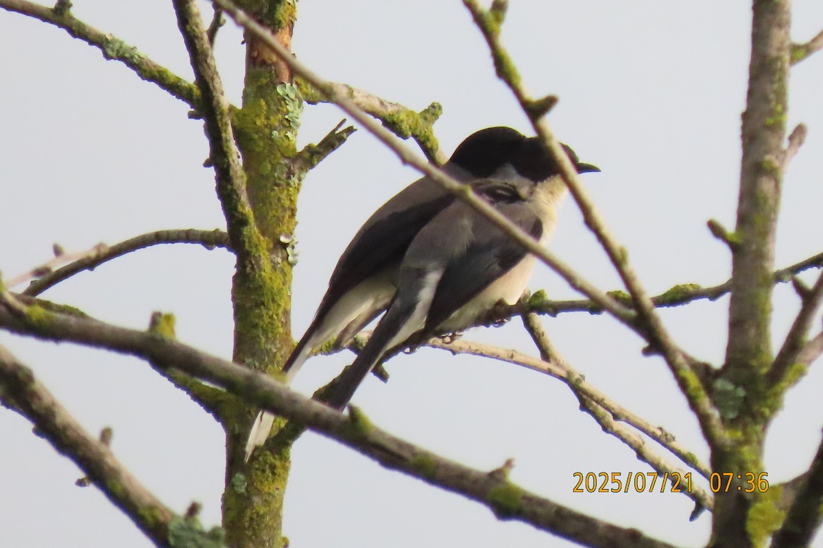 Black-headed Sibia - ML641098714
