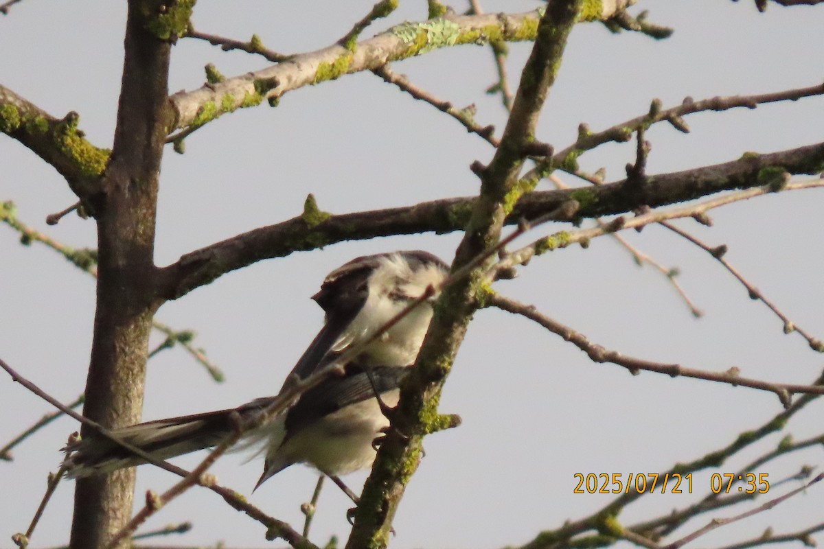 Black-headed Sibia - ML641098715