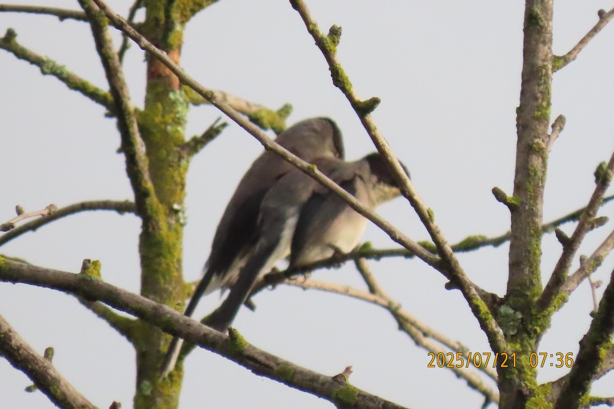 Black-headed Sibia - ML641098716