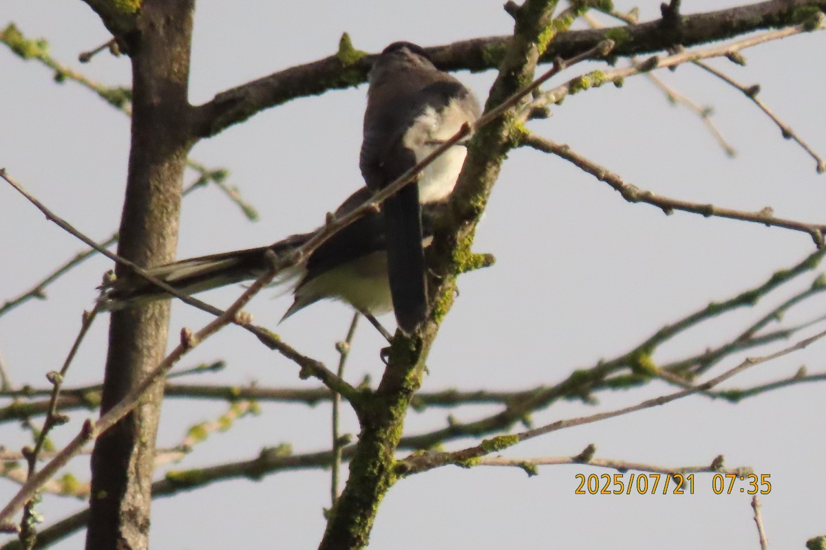Black-headed Sibia - ML641098717