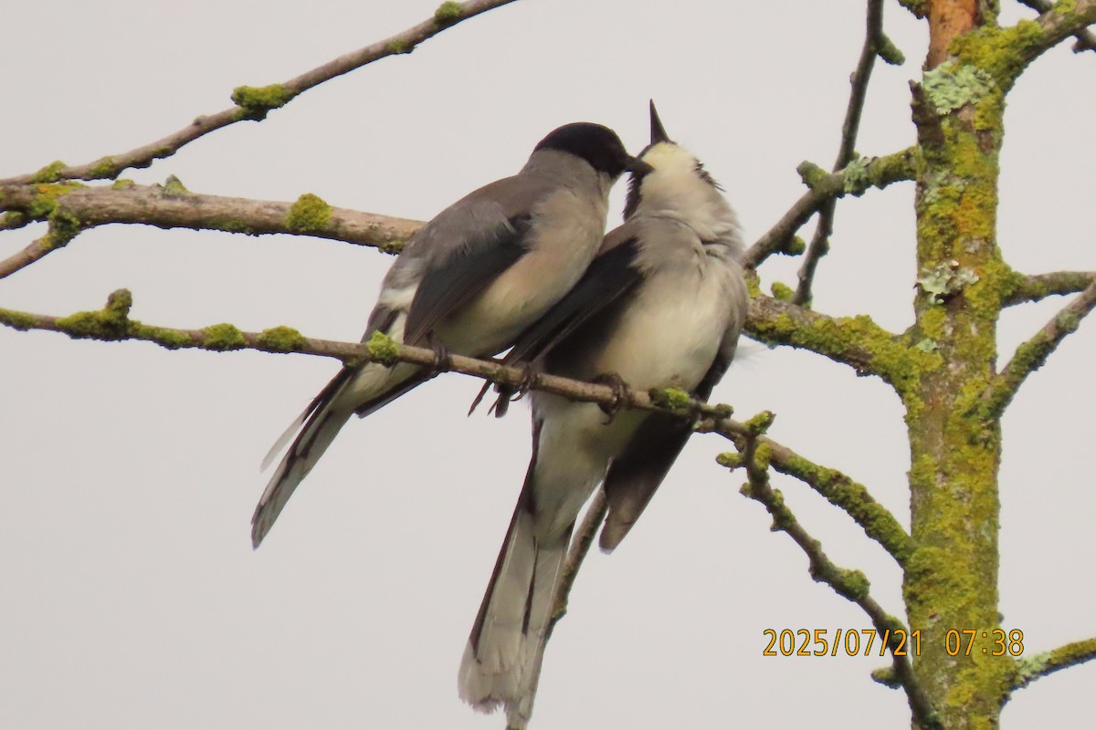Black-headed Sibia - ML641098718