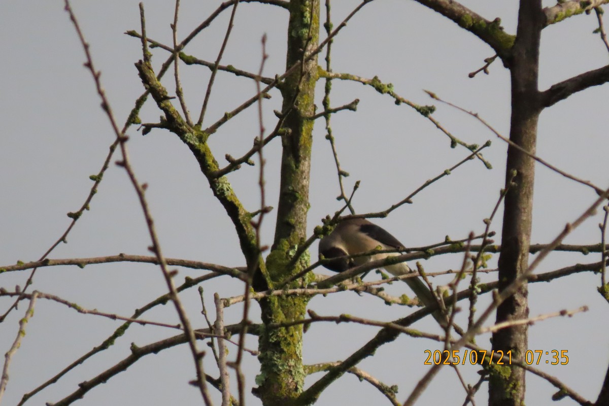 Black-headed Sibia - ML641098719