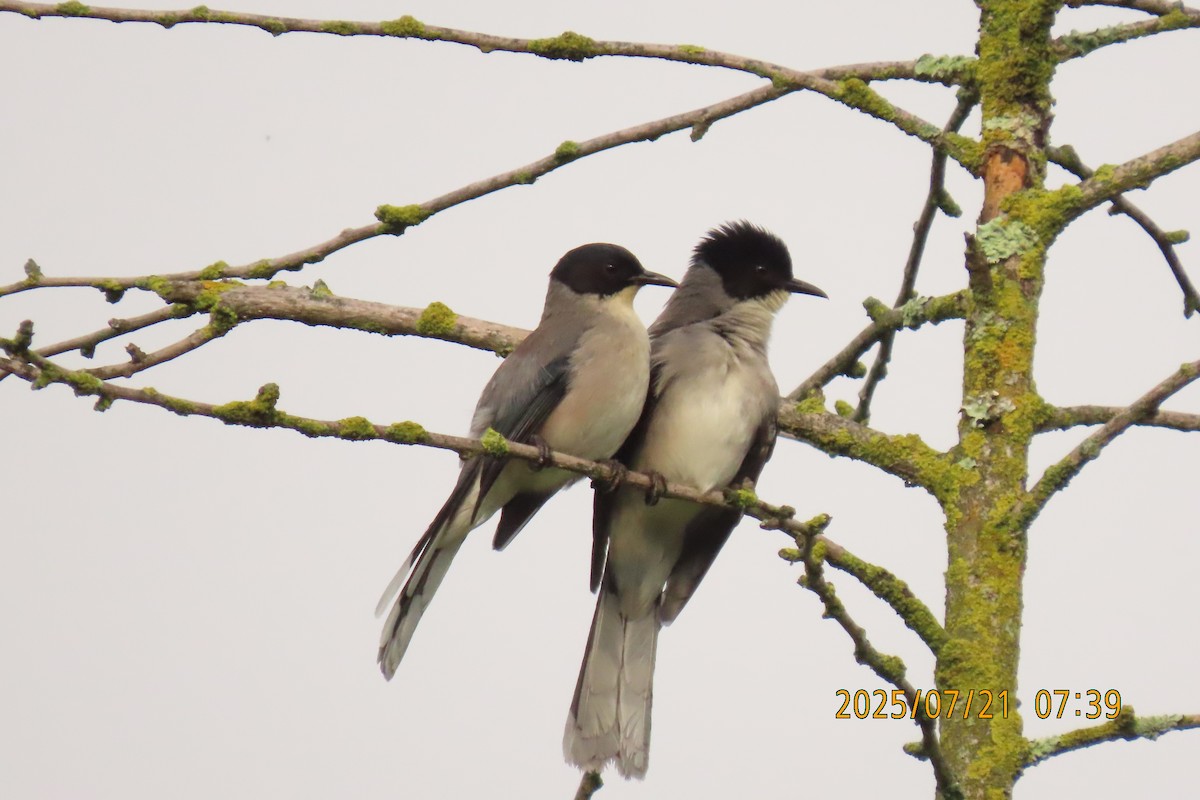 Black-headed Sibia - ML641098720