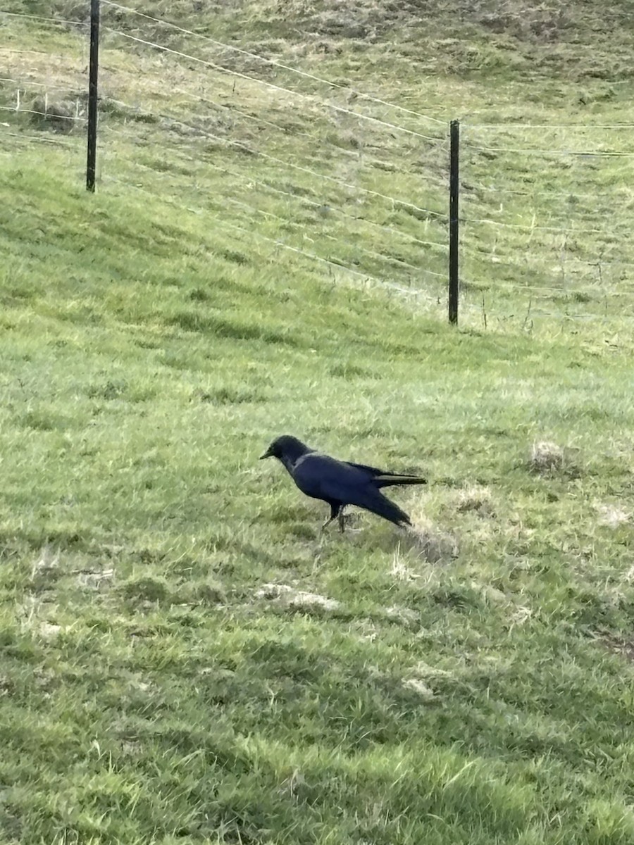 Little Raven - ML641098727