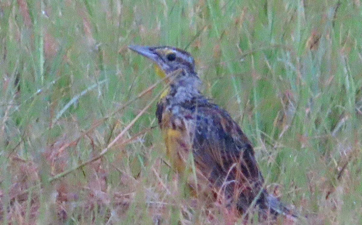 Eastern Meadowlark - ML641098742
