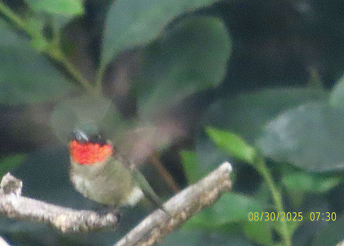 Ruby-throated Hummingbird - ML641098744