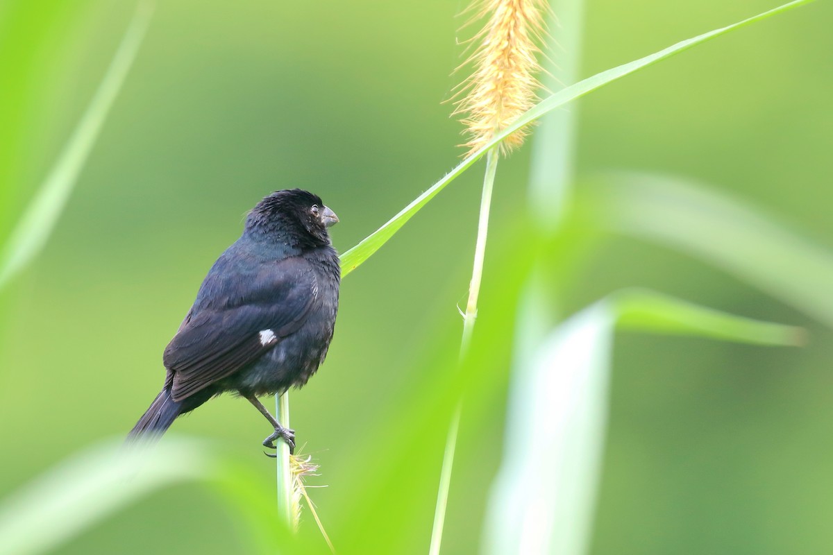 Variable Seedeater - ML641098749