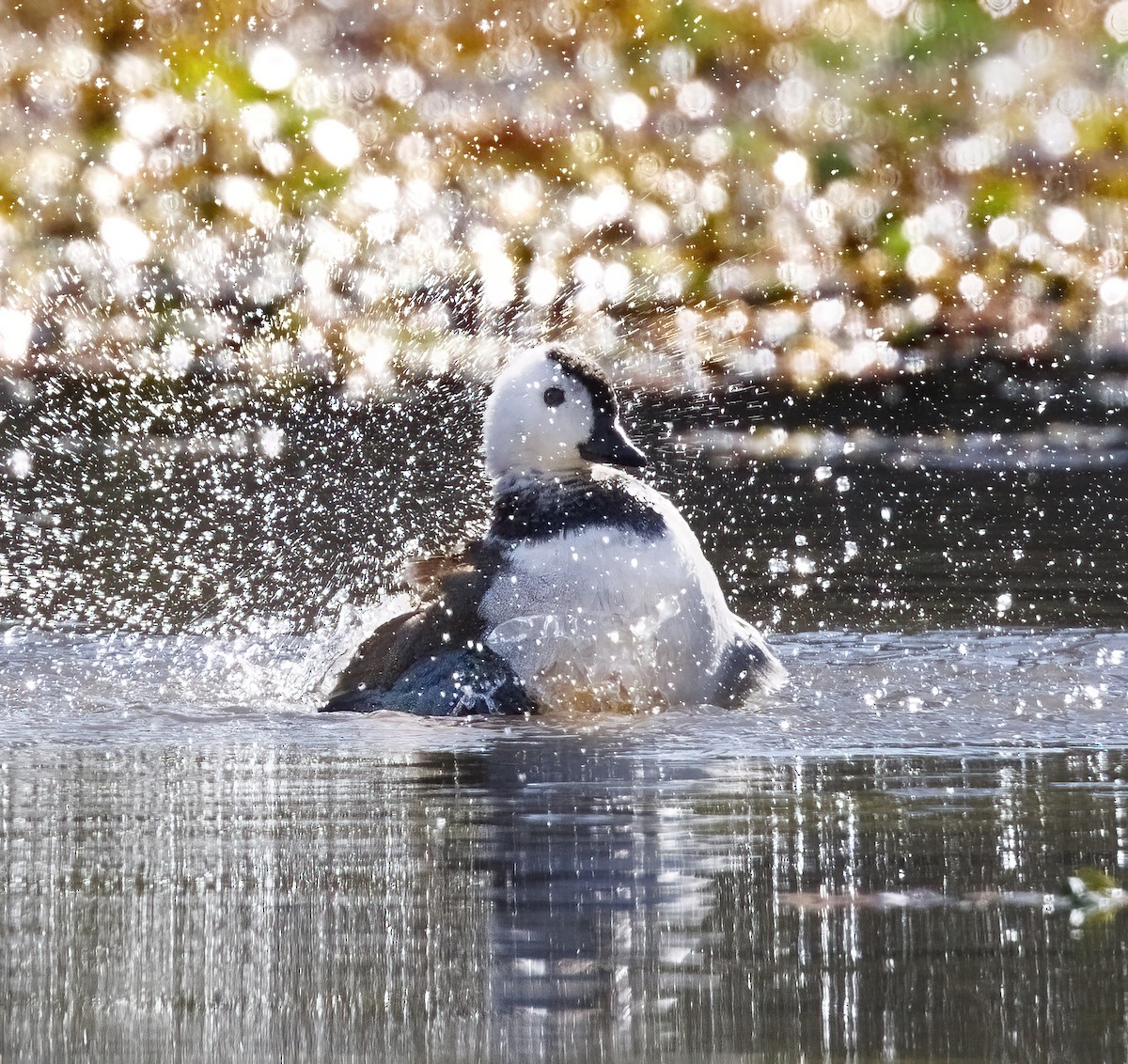 Cotton Pygmy-Goose - ML641098751